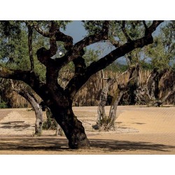 Isolant biosourcé liège écologique | Foxbow