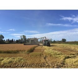 Isolant biosourcé paille de riz | Foxbow