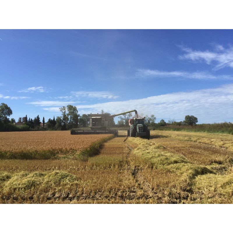 Isolant biosourcé paille de riz | Foxbow